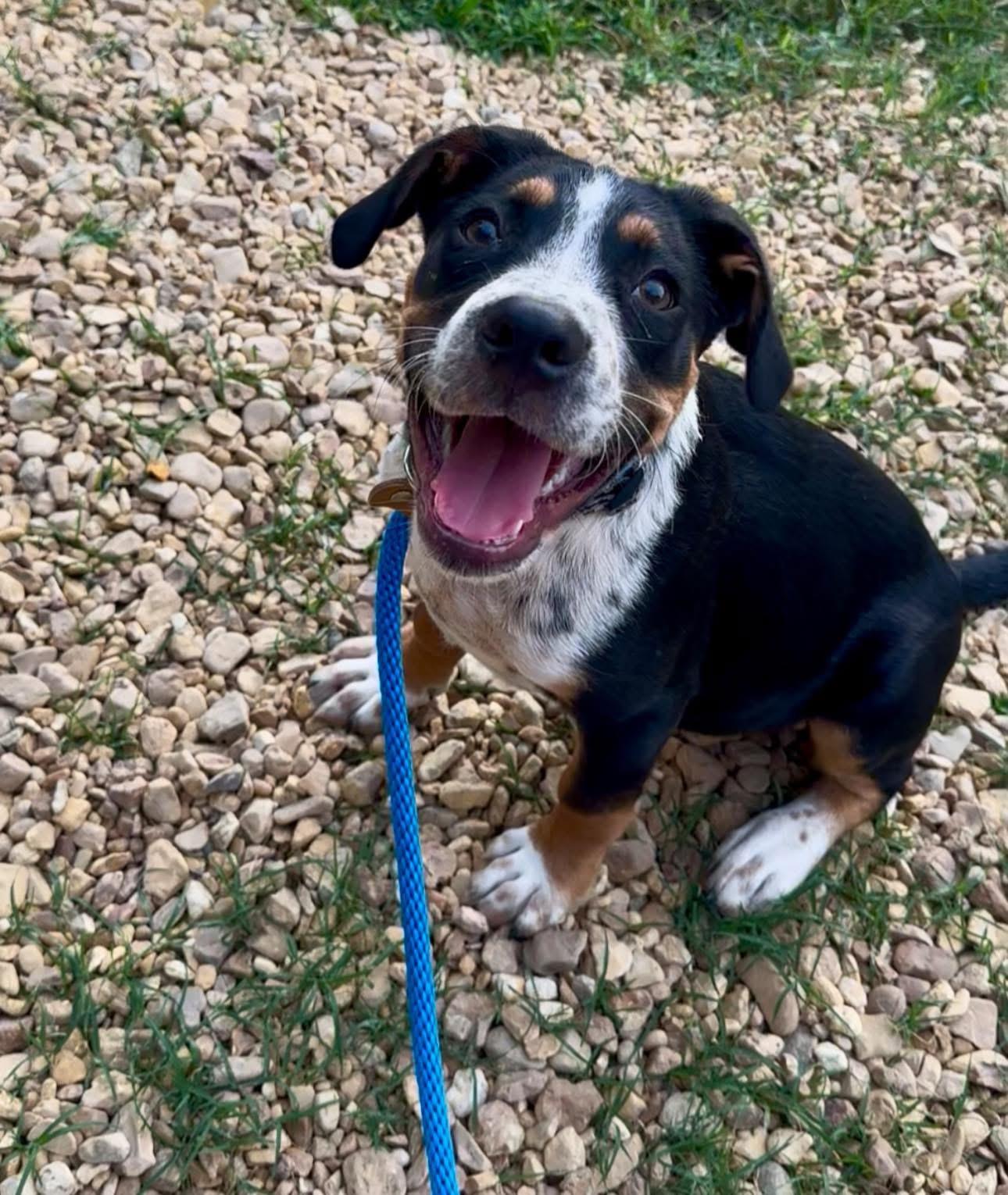 Diesal, a Adopted mixed breed in Germantown , TN image 6/6