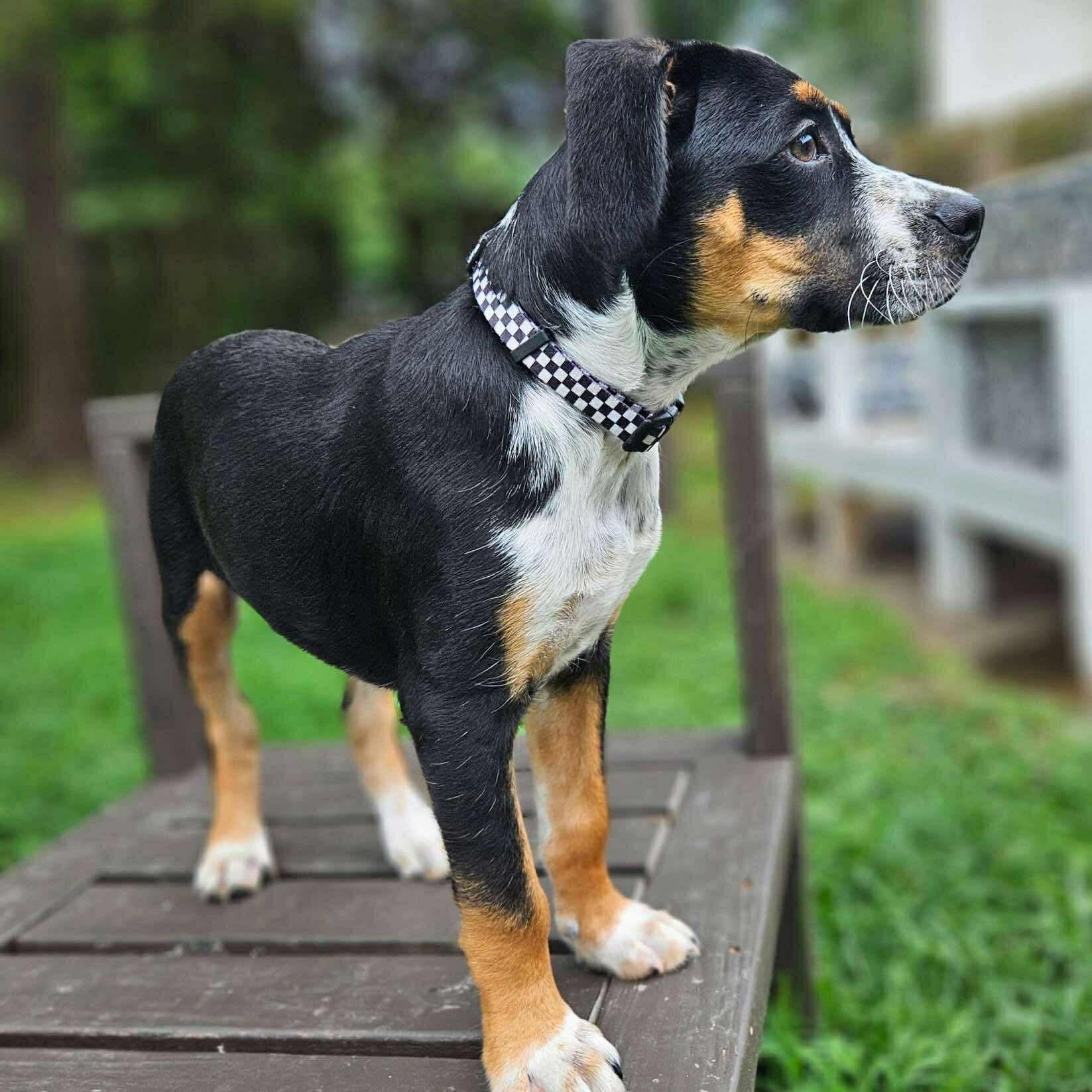 Diesal, Adopted, Puppy Male Mixed Breed.