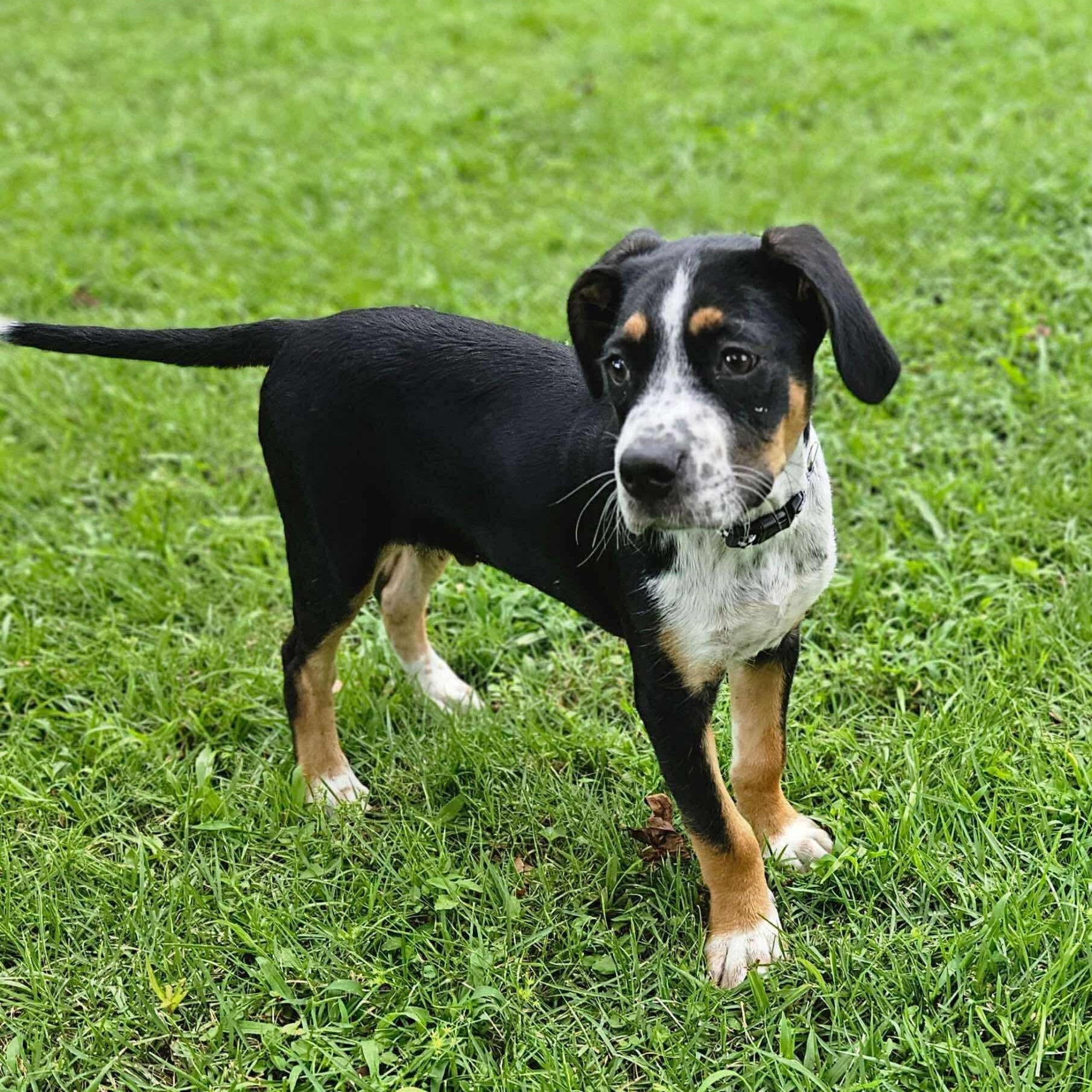 Diesal, a Adopted mixed breed in Germantown , TN image 5/6
