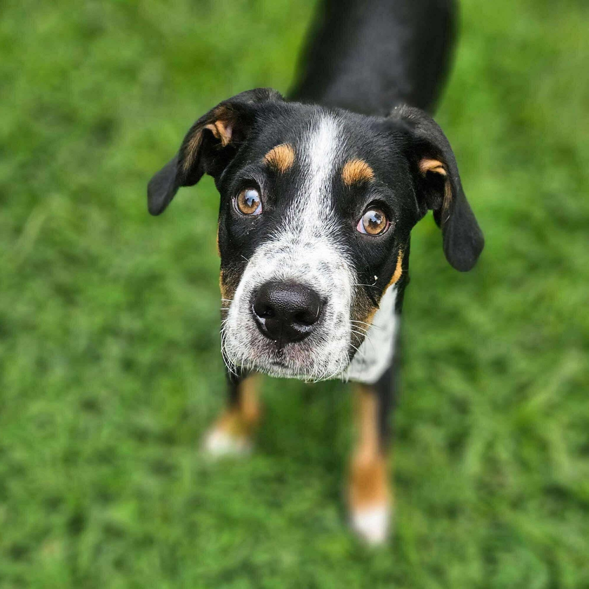 Diesal, a Adopted mixed breed in Germantown , TN image 2/6