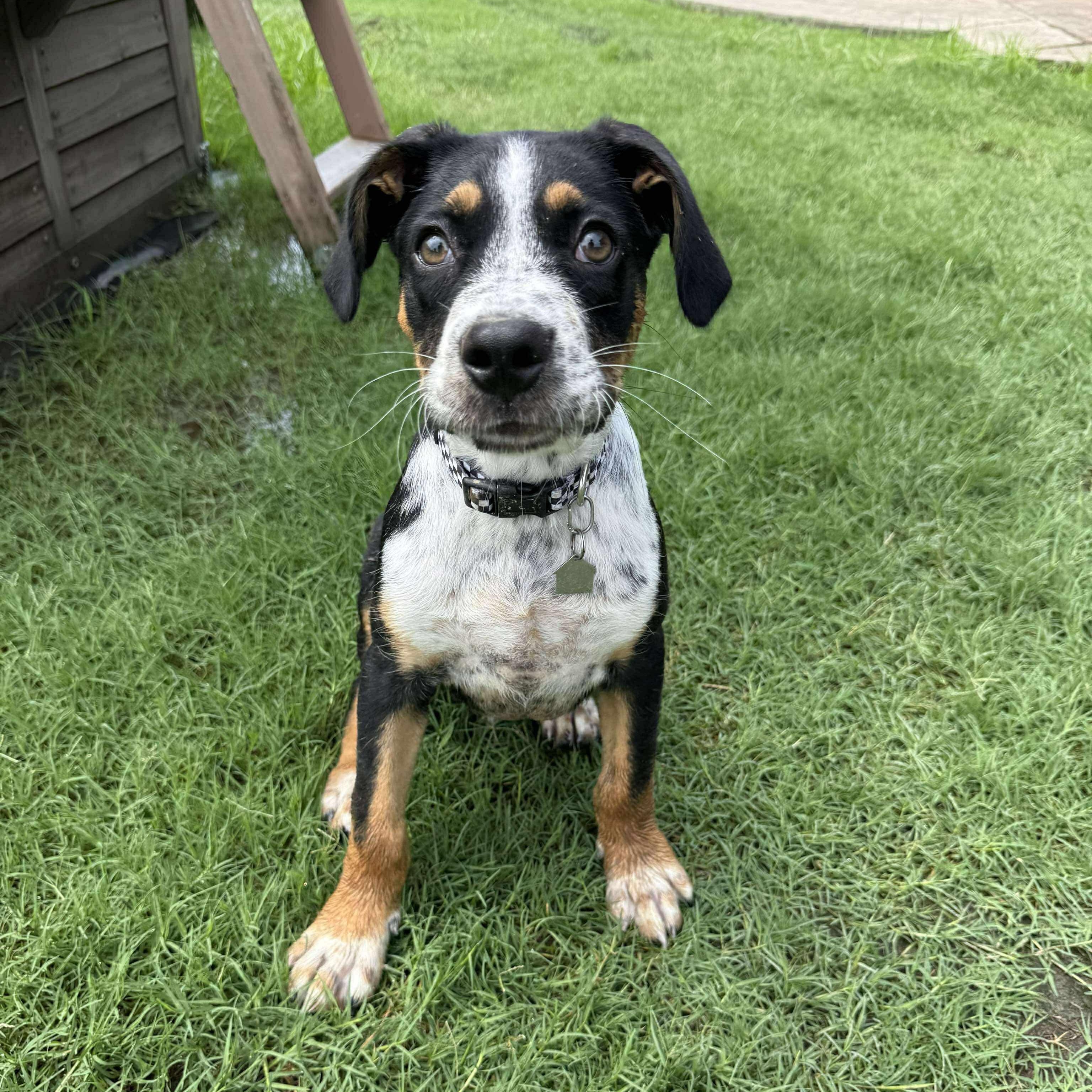 Diesal, a Adopted mixed breed in Germantown , TN image 4/6