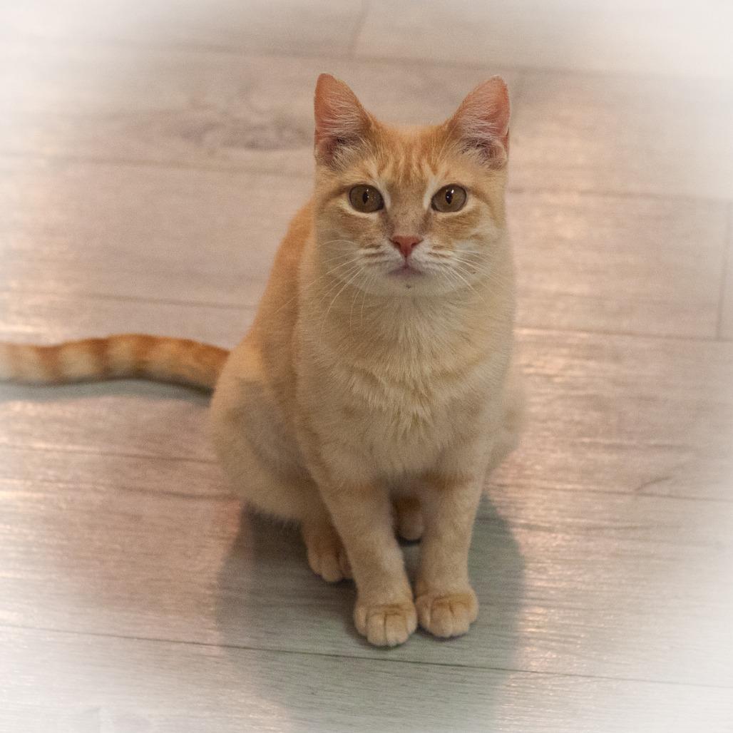 Enlarge Champagne, a Adoptable Domestic Short Hair in St. Augustine, FL image 2/3