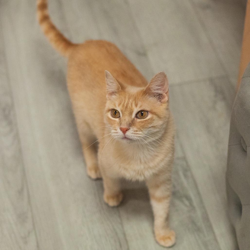 Enlarge Champagne, a Adoptable Domestic Short Hair in St. Augustine, FL image 3/3