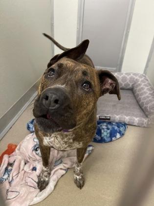 Nala, Adoptable, Puppy Female Pit Bull Terrier & Mixed Breed.