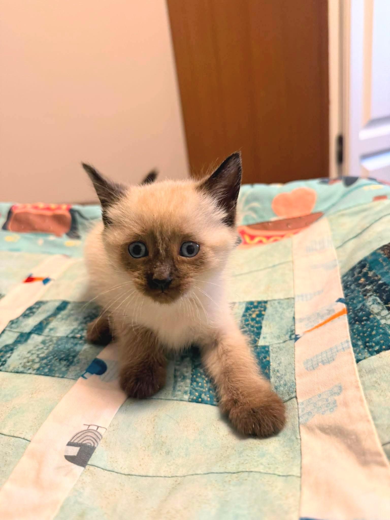 Enlarge Bijou, an adopted Domestic Short Hair in Winnipeg, MB image 2/4