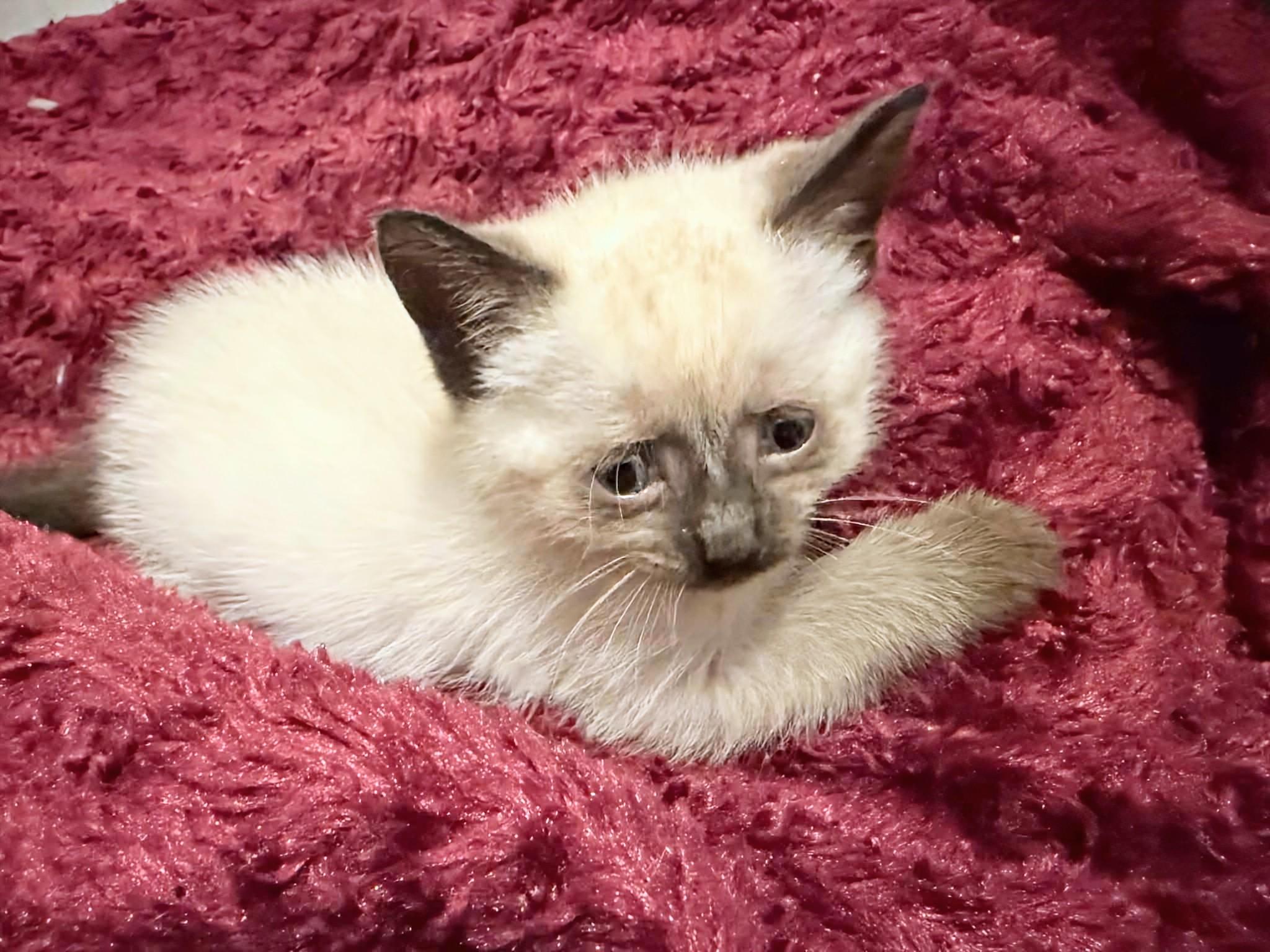Enlarge Bijou, an adopted Domestic Short Hair in Winnipeg, MB image 4/4