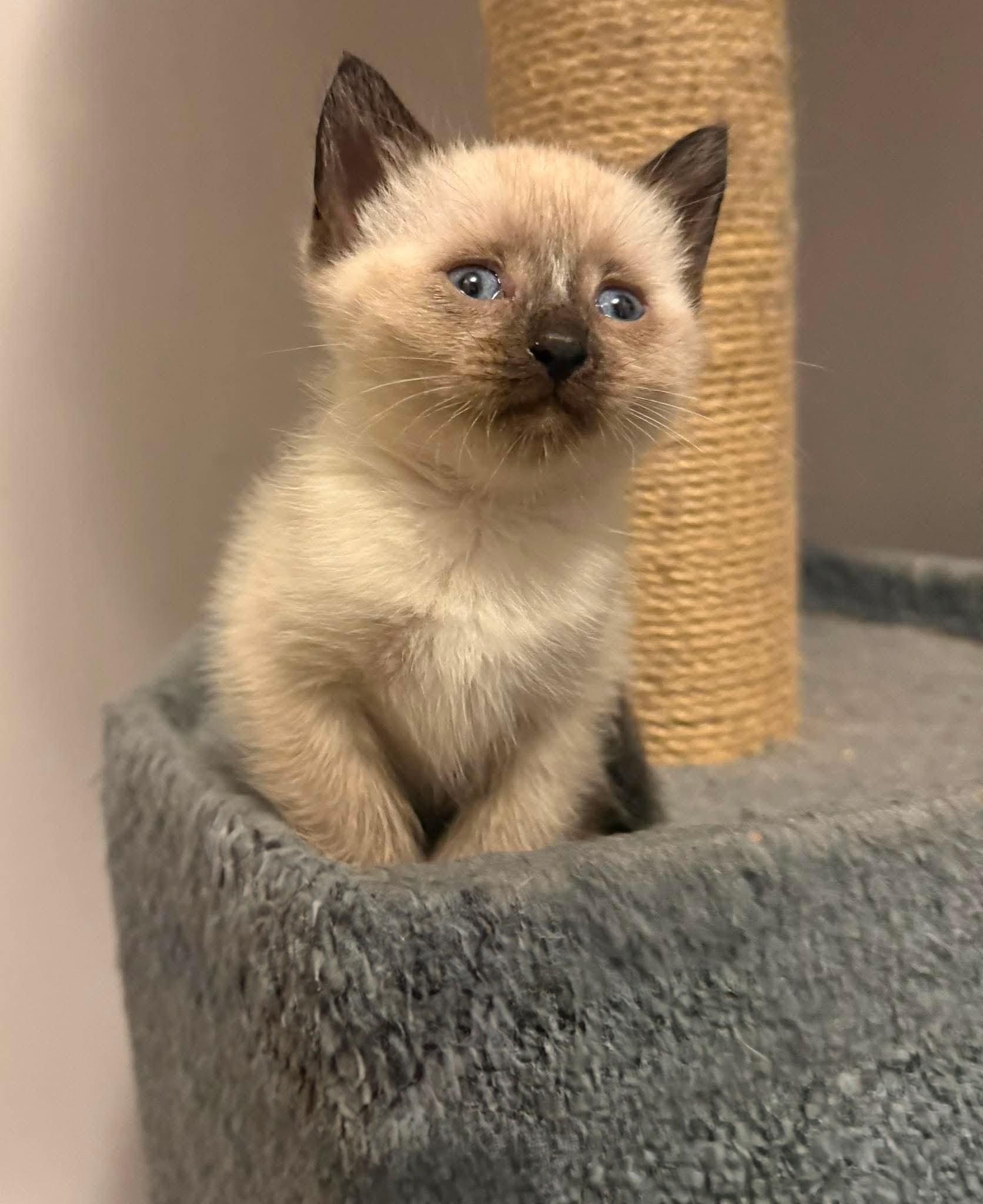 Bijou, adopted, Kitten Male Domestic Short Hair.