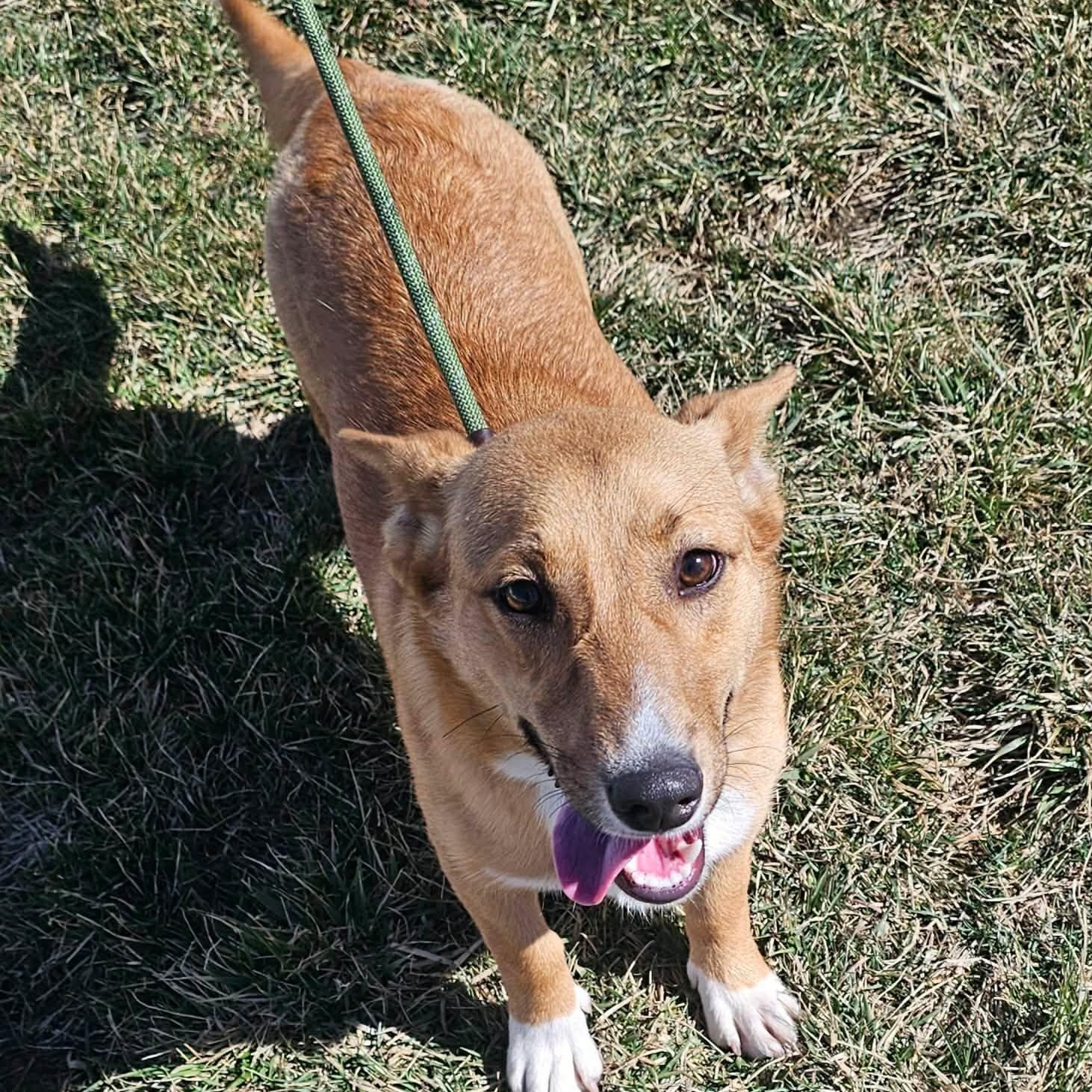 Enlarge Yemba , a ADOPTABLE mixed breed in Plainfield, IL image 3/3