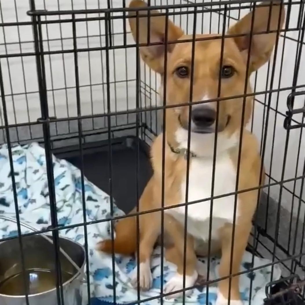 Enlarge Yemba , a ADOPTABLE mixed breed in Plainfield, IL image 2/3