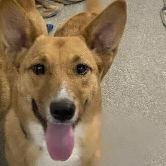 Enlarge Yemba , a ADOPTABLE mixed breed in Plainfield, IL image 1/3