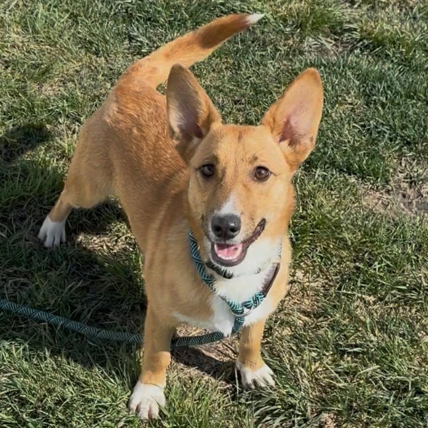 Yemba , ADOPTABLE, Young Male Cardigan Welsh Corgi & Shepherd.