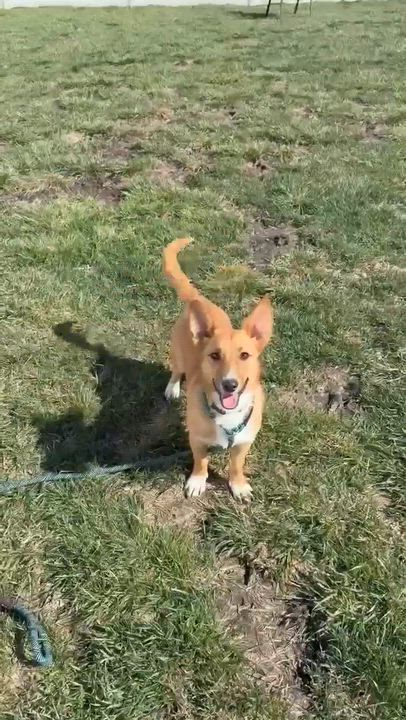 Enlarge Yemba , an adopted mixed breed in Minooka, IL video 5/5