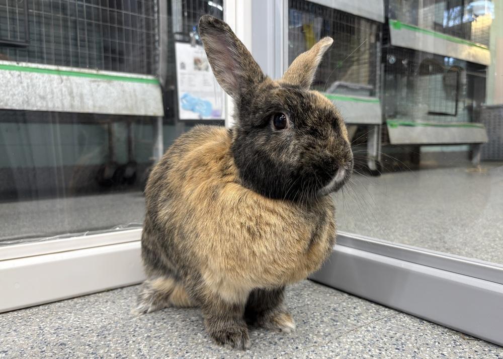Valeria, Adoptable, Adult Female Harlequin.