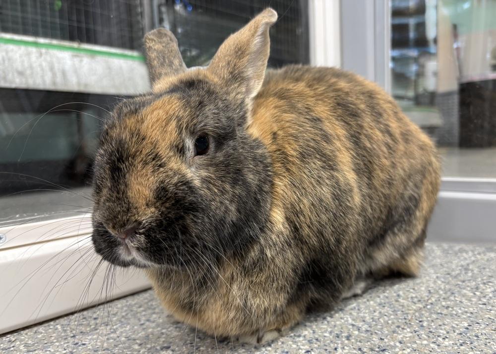 Enlarge Valeria, a Adoptable Harlequin in Westford, MA image 2/5