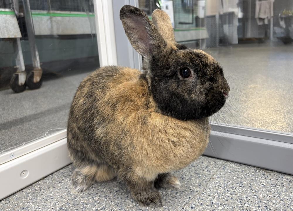 Enlarge Valeria, a Adoptable Harlequin in Westford, MA image 3/5