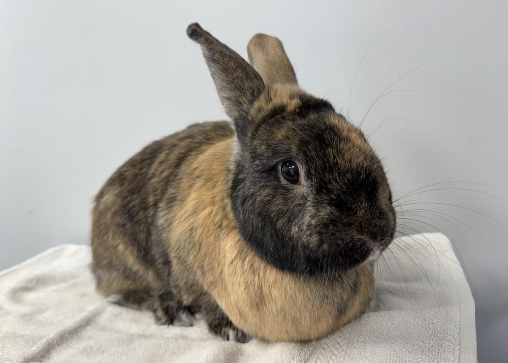 Enlarge Valeria, a Adoptable Harlequin in Westford, MA image 4/5