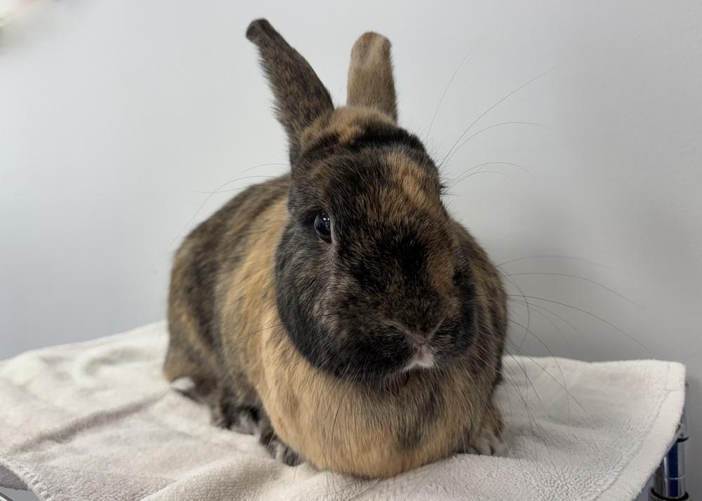 Enlarge Valeria, a Adoptable Harlequin in Westford, MA image 5/5