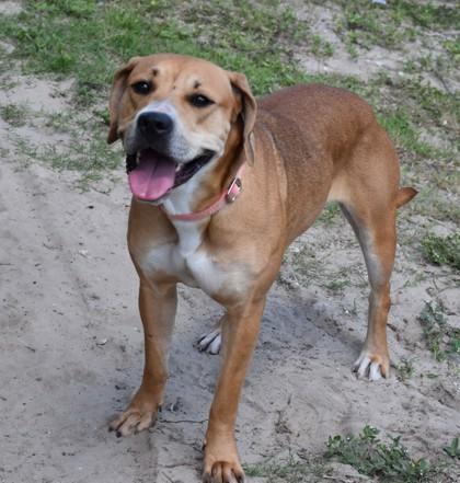 Pastel, a ADOPTABLE mixed breed in Inverness, FL image 2/2
