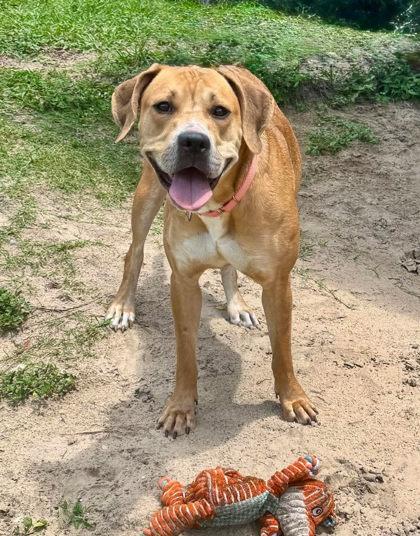 Pastel, a ADOPTABLE mixed breed in Inverness, FL image 1/2