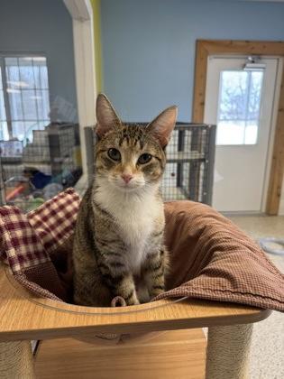 Nyomi, adopted, Adult Female Domestic Short Hair.