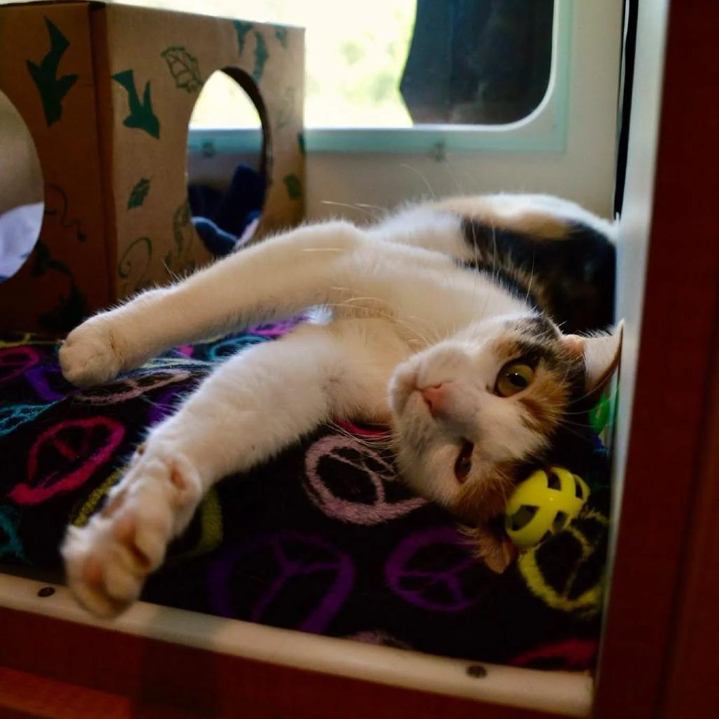Dee LuLu, Adoptable, Adult Female Domestic Short Hair.