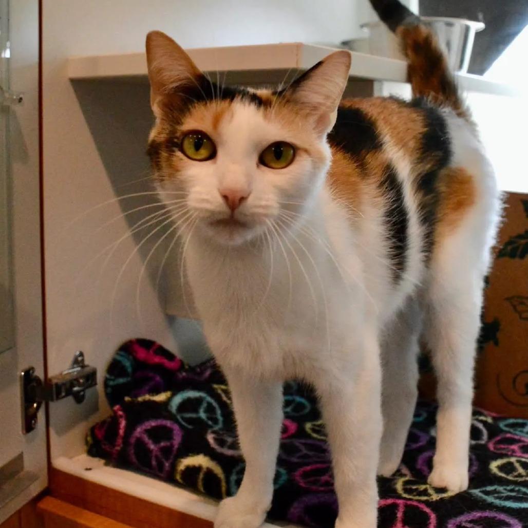 Enlarge Dee LuLu, a Adoptable Domestic Short Hair in Saint Charles, MO image 2/6