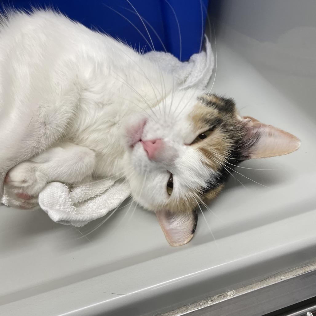 Enlarge Dee LuLu, a Adoptable Domestic Short Hair in Saint Charles, MO image 3/6