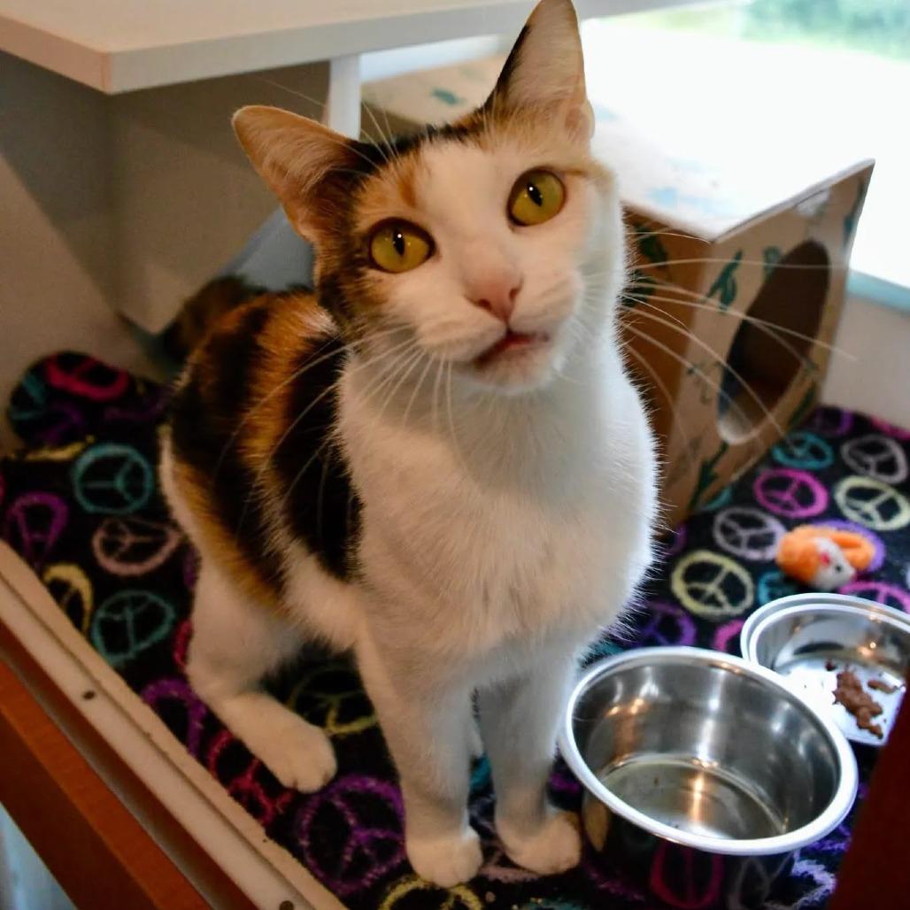 Enlarge Dee LuLu, a Adoptable Domestic Short Hair in Saint Charles, MO image 4/6