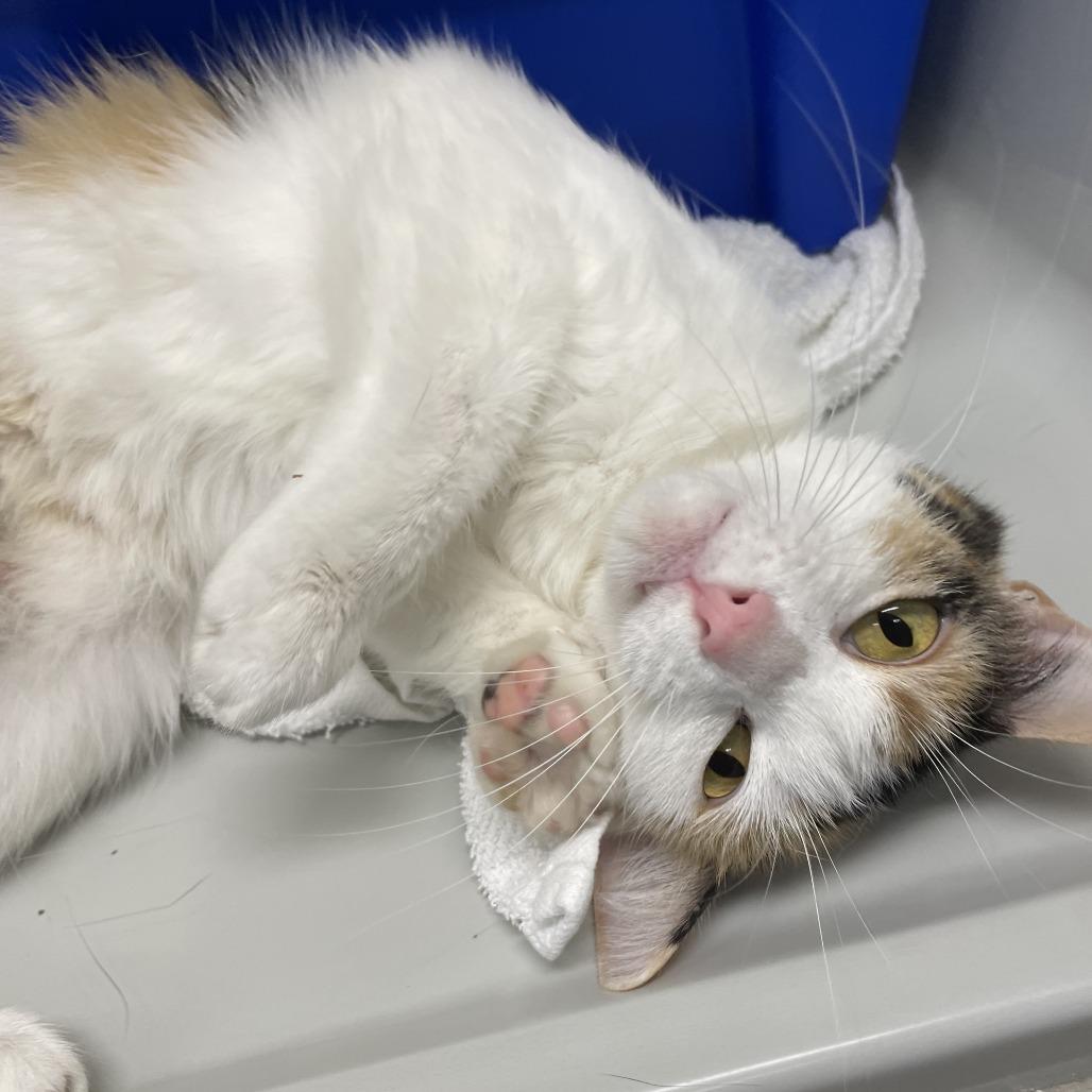 Enlarge Dee LuLu, a Adoptable Domestic Short Hair in Saint Charles, MO image 5/6