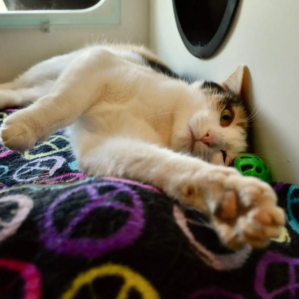 Enlarge Dee LuLu, a Adoptable Domestic Short Hair in Saint Charles, MO image 6/6