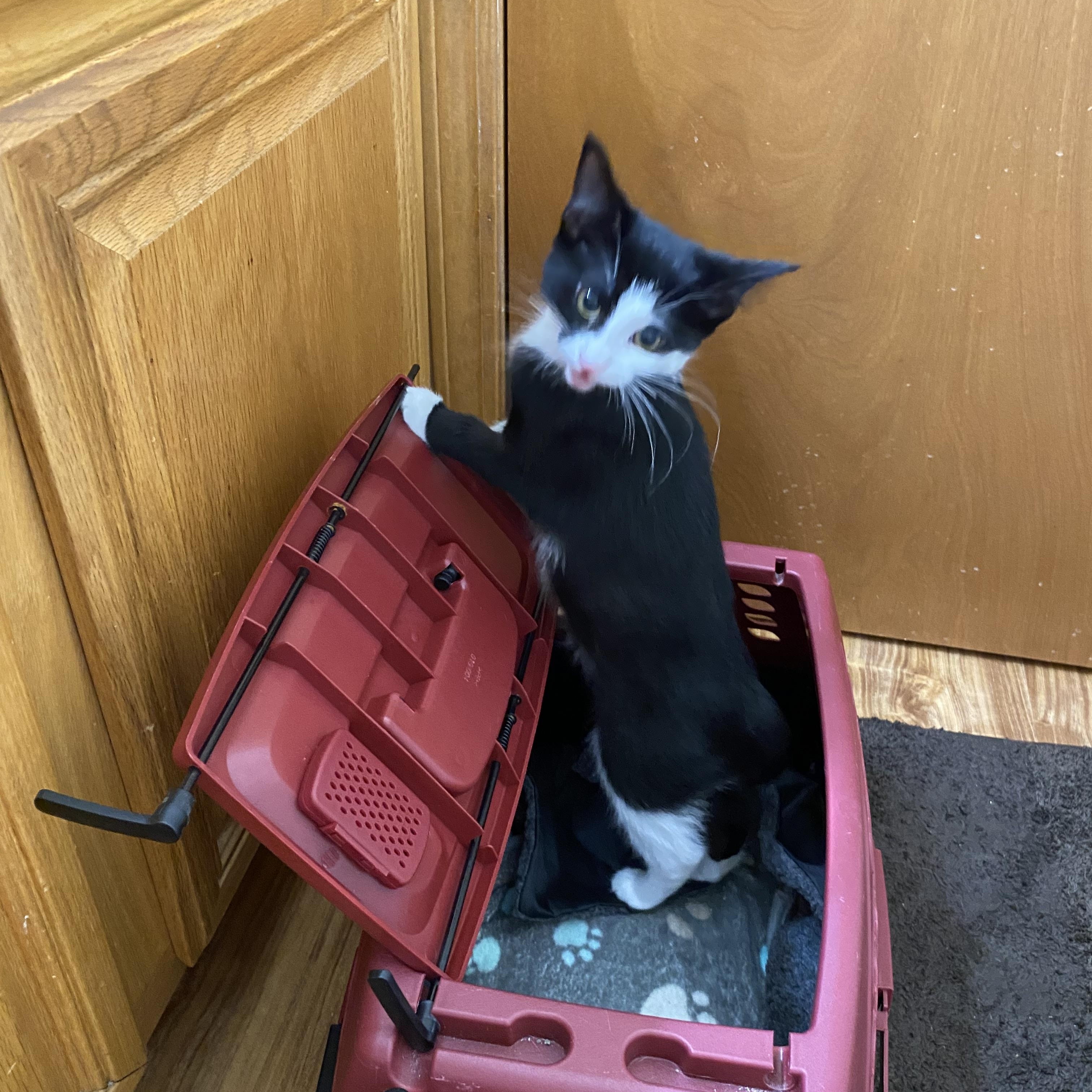 Enlarge Sandy, a Adoptable Tuxedo in Macomb, MI image 2/4