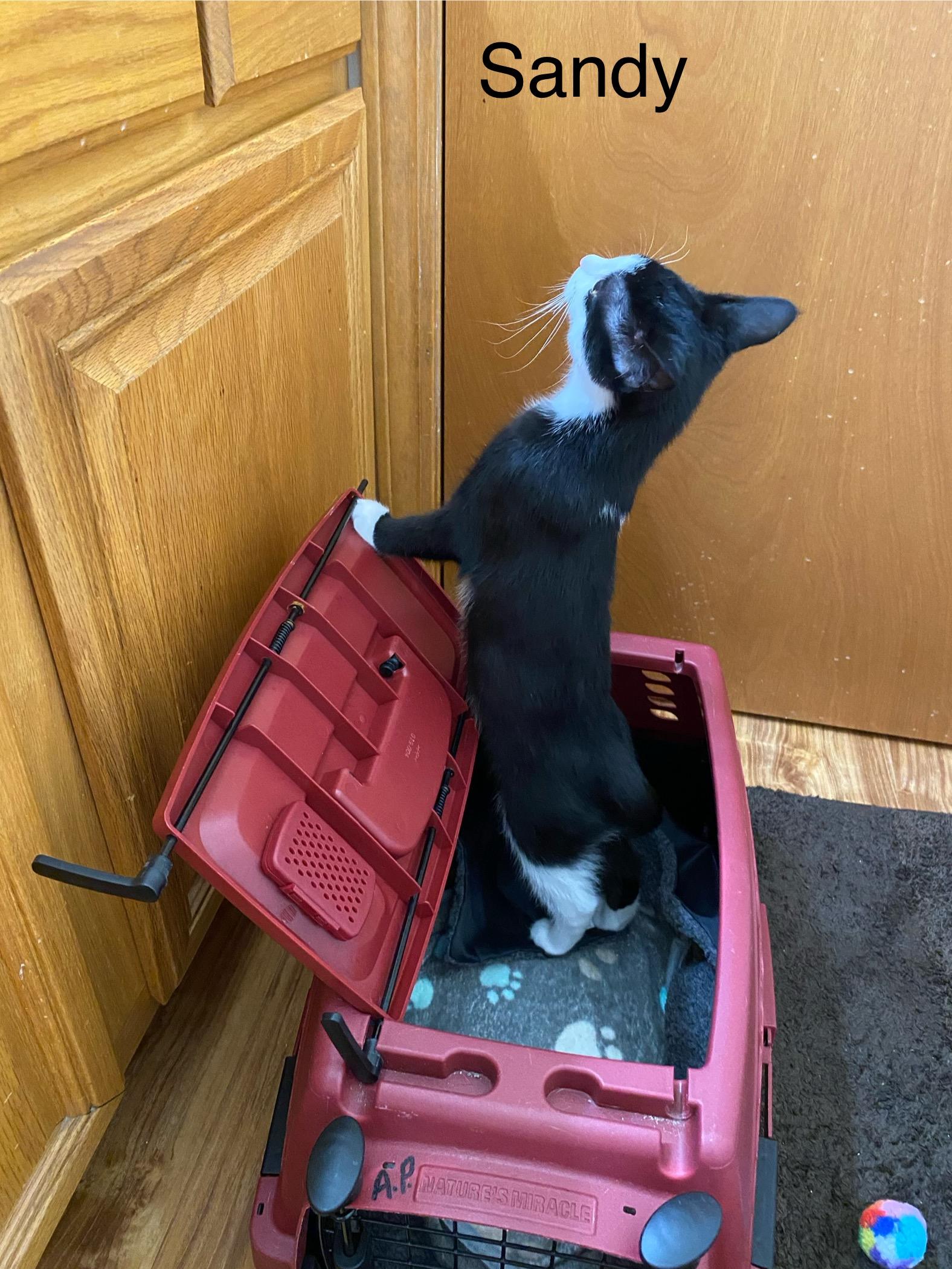 Enlarge Sandy, a Adoptable Tuxedo in Macomb, MI image 3/4