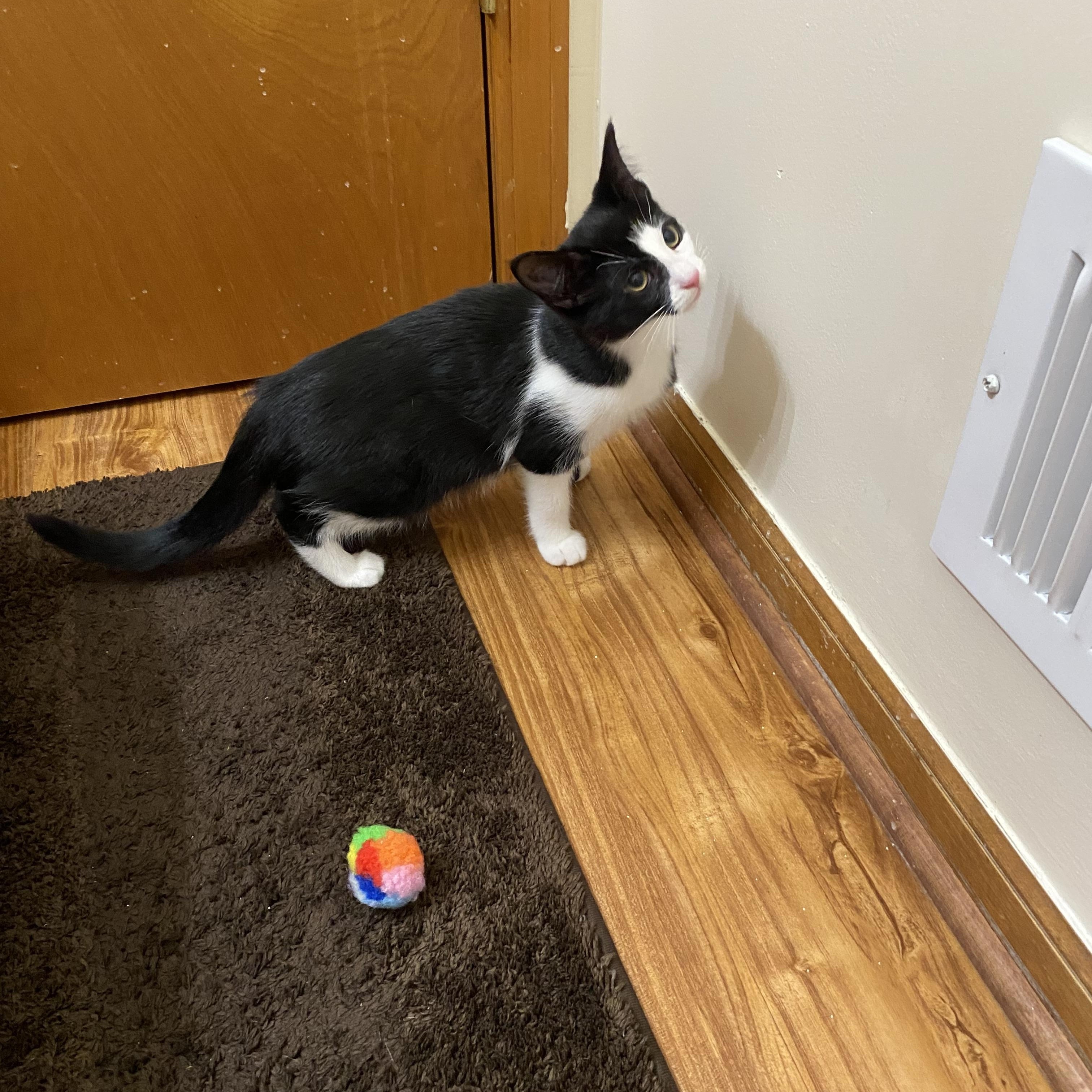 Enlarge Sandy, a Adoptable Tuxedo in Macomb, MI image 4/4