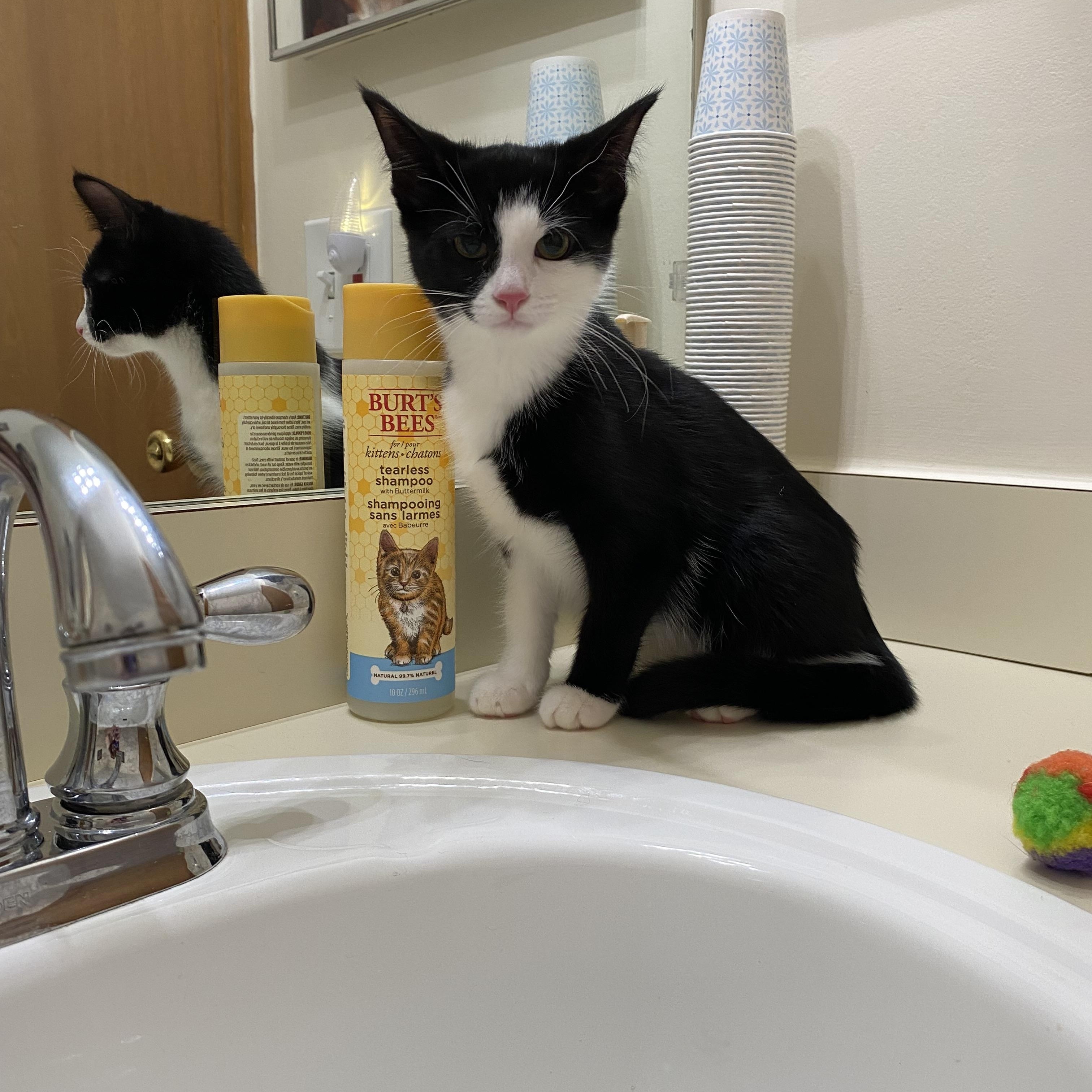 Enlarge Sandy, a Adoptable Tuxedo in Macomb, MI image 1/4