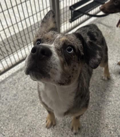 Enlarge Lexi, an adopted mixed breed in Converse, TX image 1/1