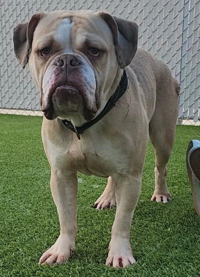 Buttons, adopted, Senior Male English Bulldog & Mixed Breed.