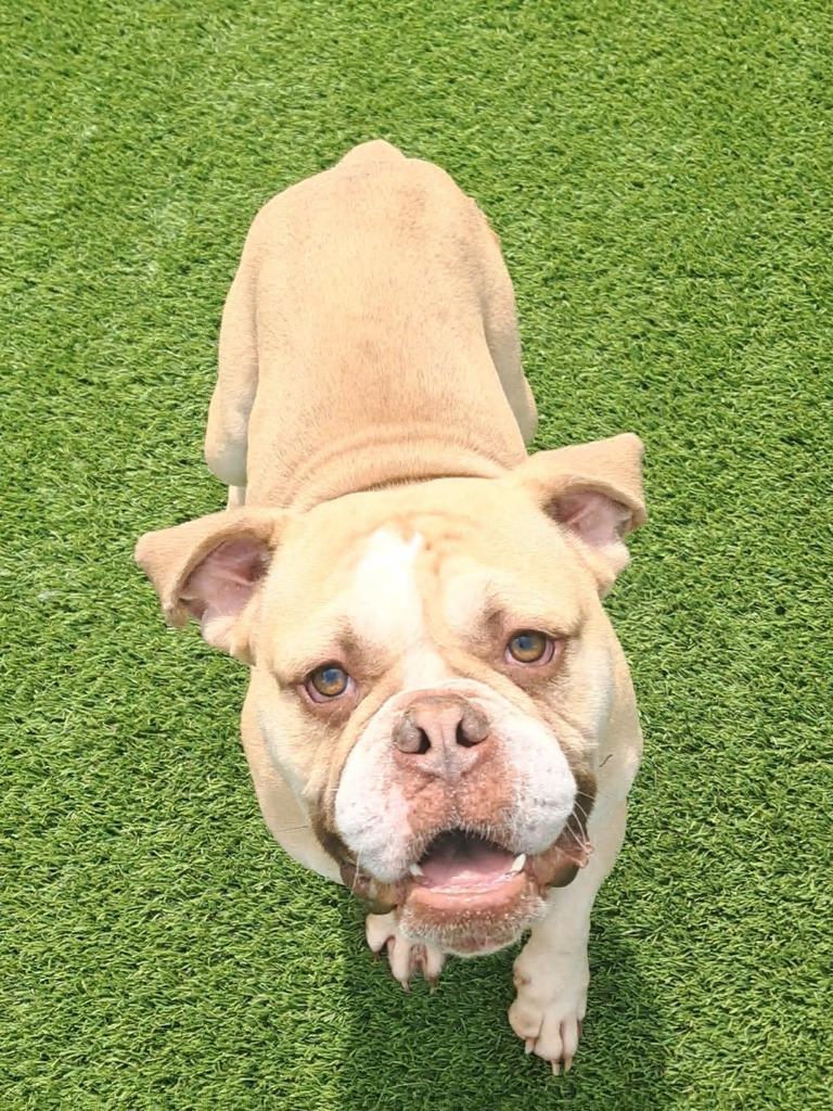Enlarge Buttons, an adopted mixed breed in Frankfort, KY image 5/6