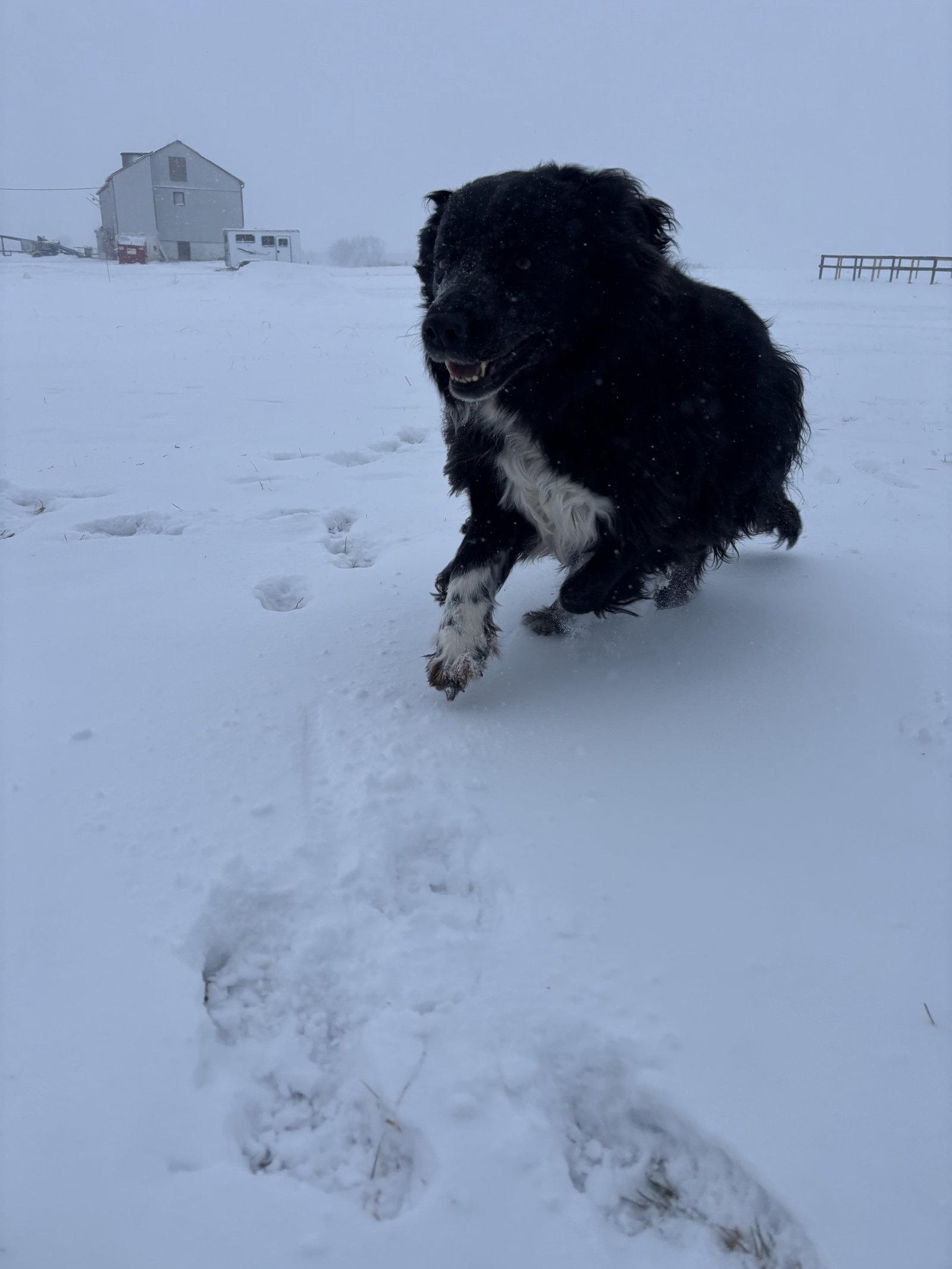 Angie, Adopted, Adult Female Labrador Retriever & Bernese Mountain Dog.