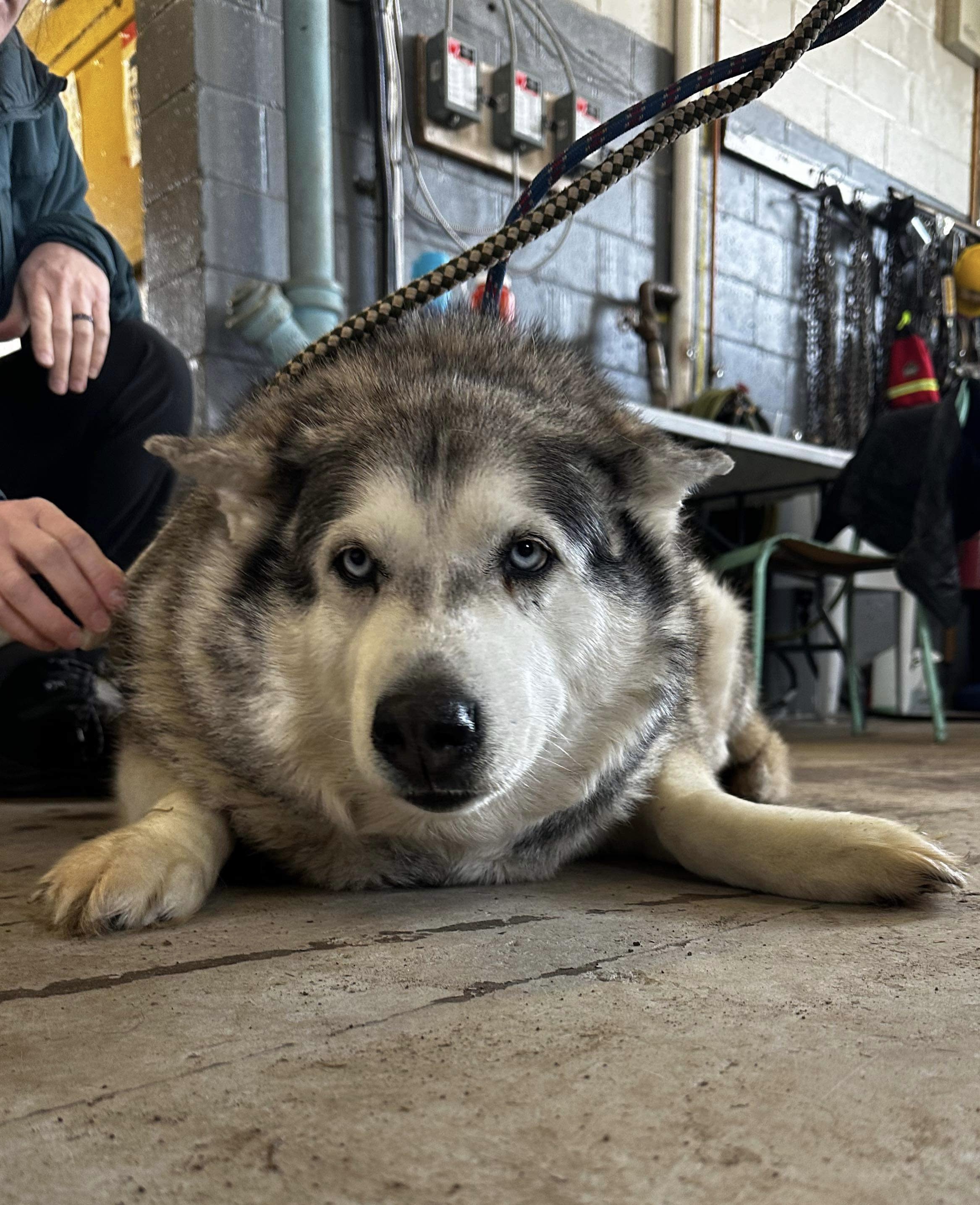 Bandit, a Adopted mixed breed in Mont-Royal, QC image 2/5