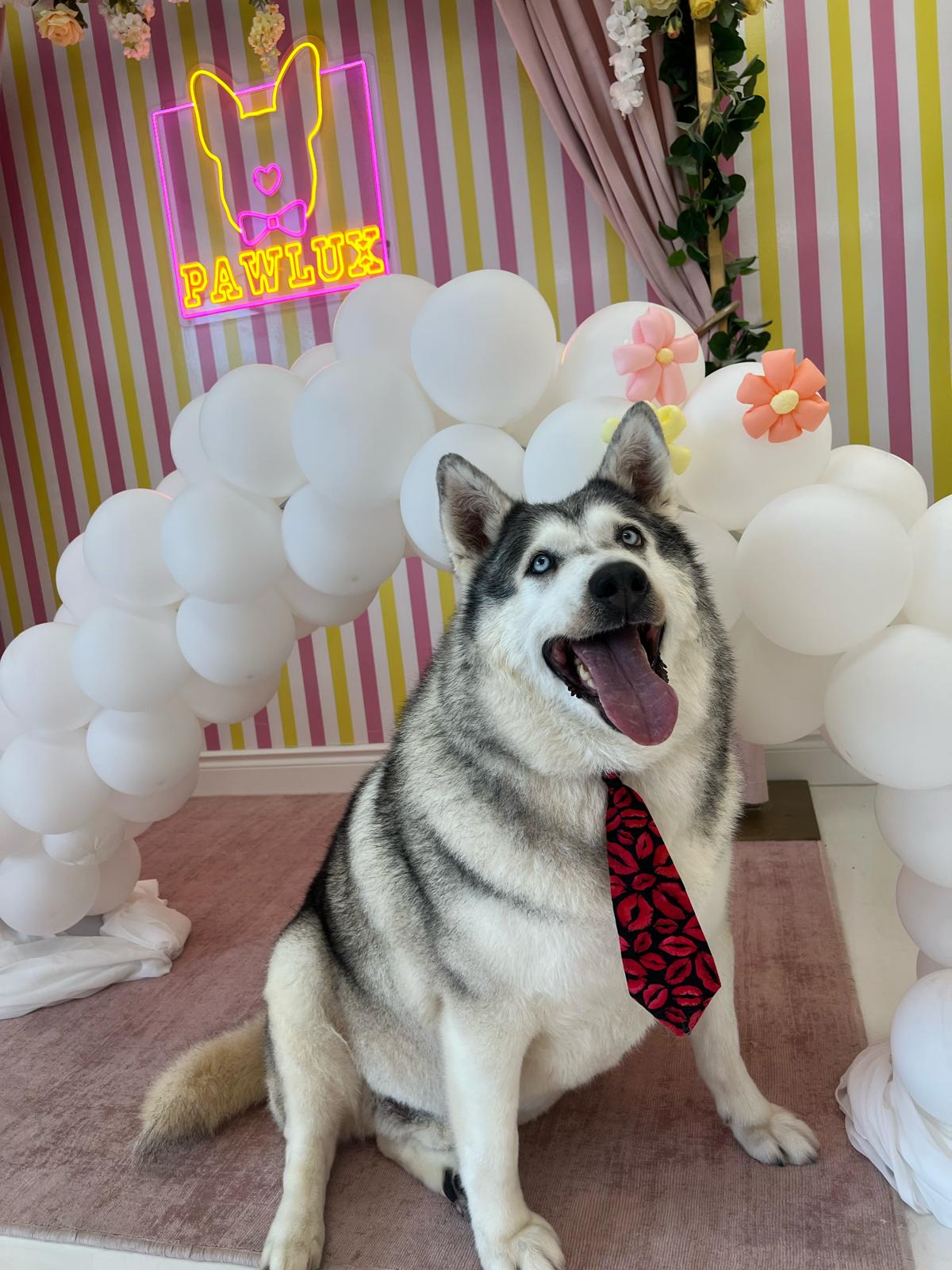 Bandit, a Adopted mixed breed in Mont-Royal, QC image 3/5