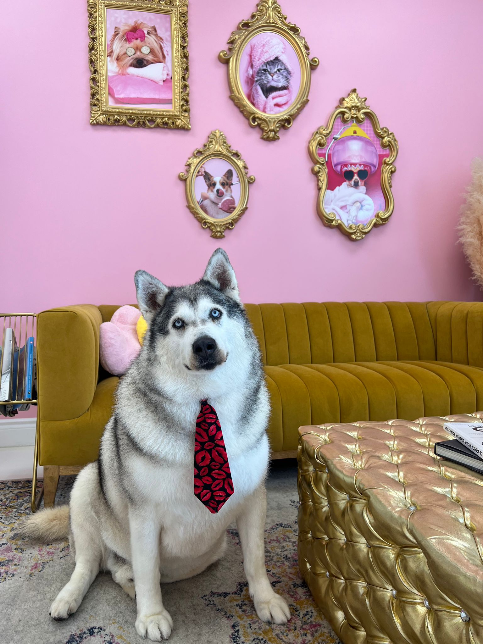 Bandit, a Adopted mixed breed in Mont-Royal, QC image 1/5