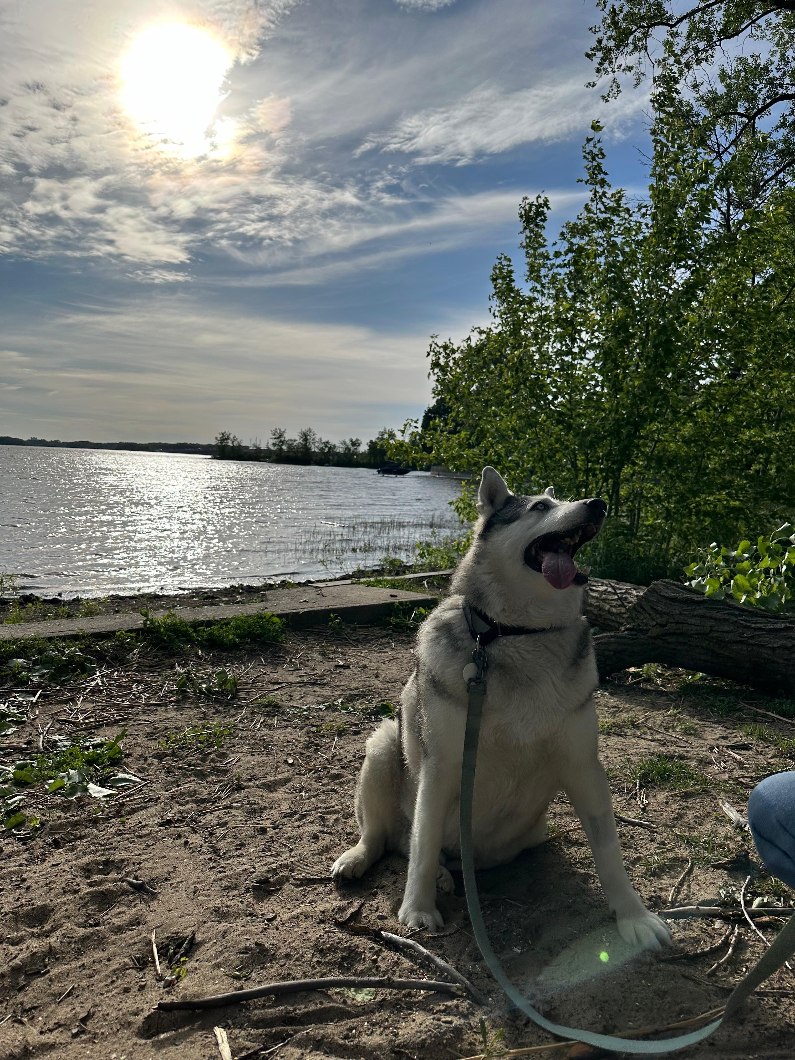 Bandit, a Adopted mixed breed in Mont-Royal, QC image 4/5