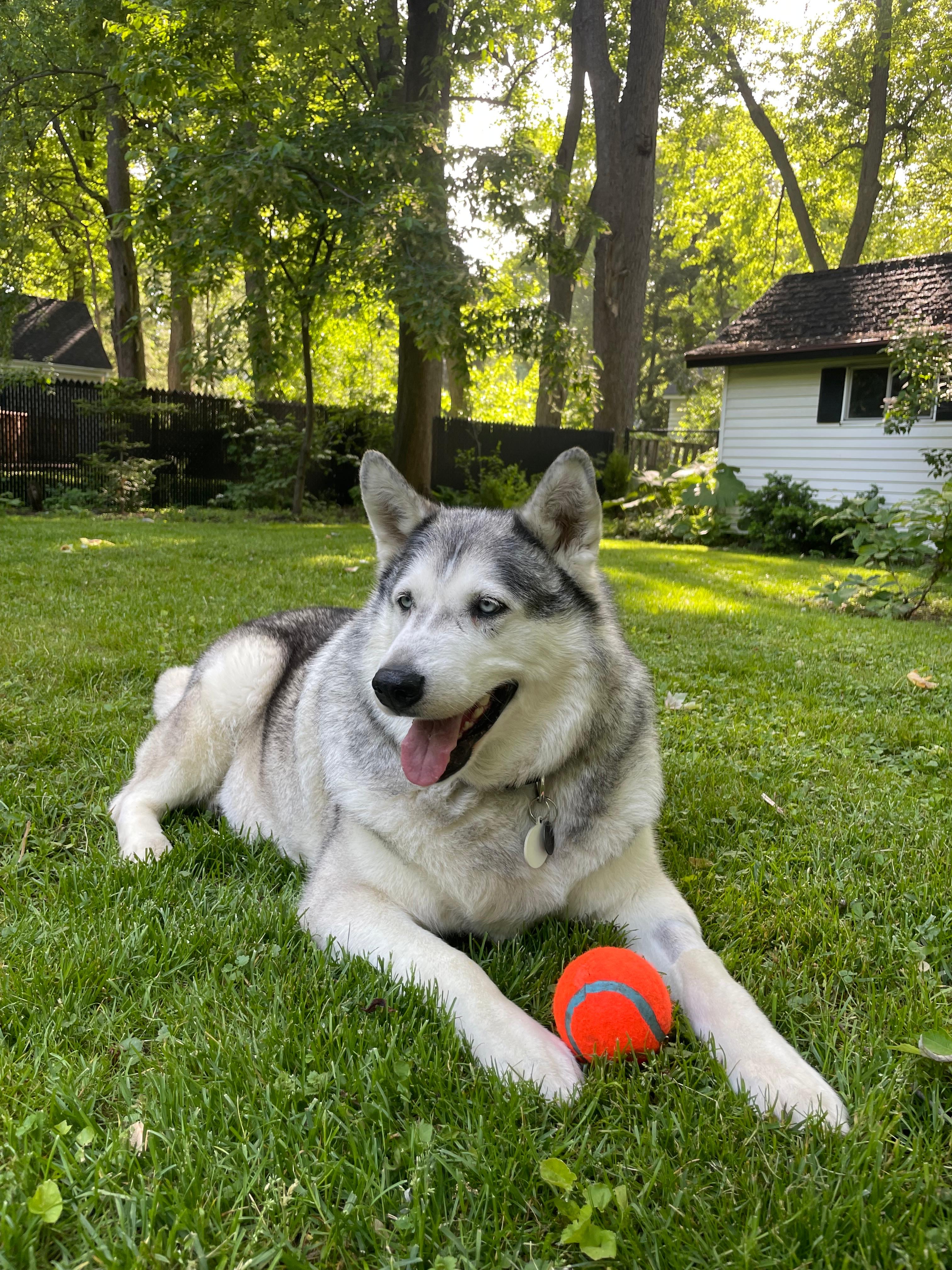 Bandit, a Adopted mixed breed in Mont-Royal, QC image 5/5