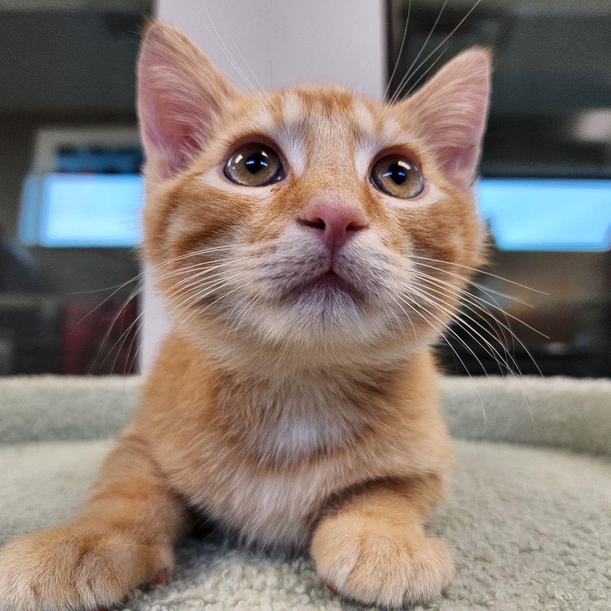 Phil, Adoptable, Kitten Male Domestic Short Hair.