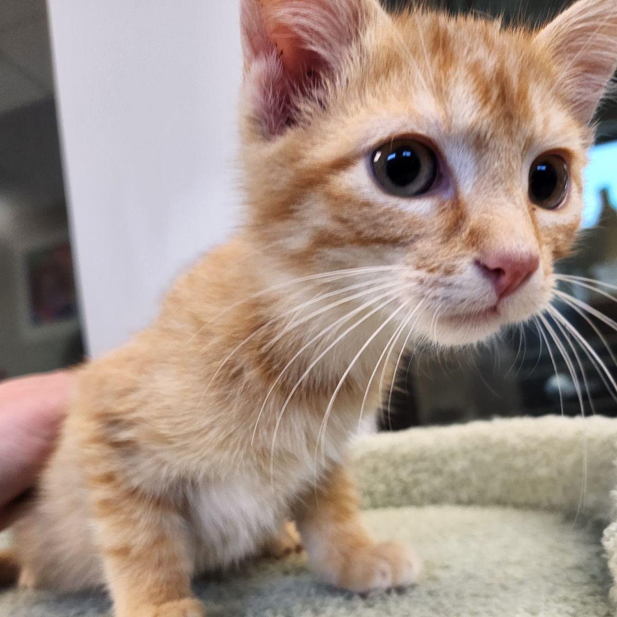 Enlarge Phil, a Adoptable Domestic Short Hair in Liberty, MO image 2/2