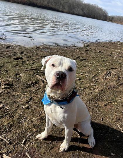 Abram, Adoptable, Adult Male Pit Bull Terrier.