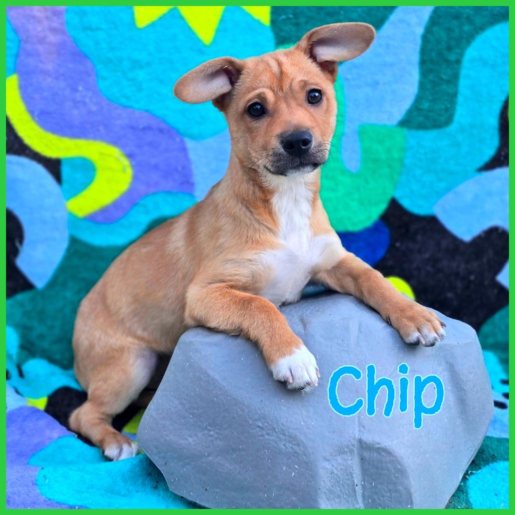 Chip, Adoptable, Puppy Male Mixed Breed.