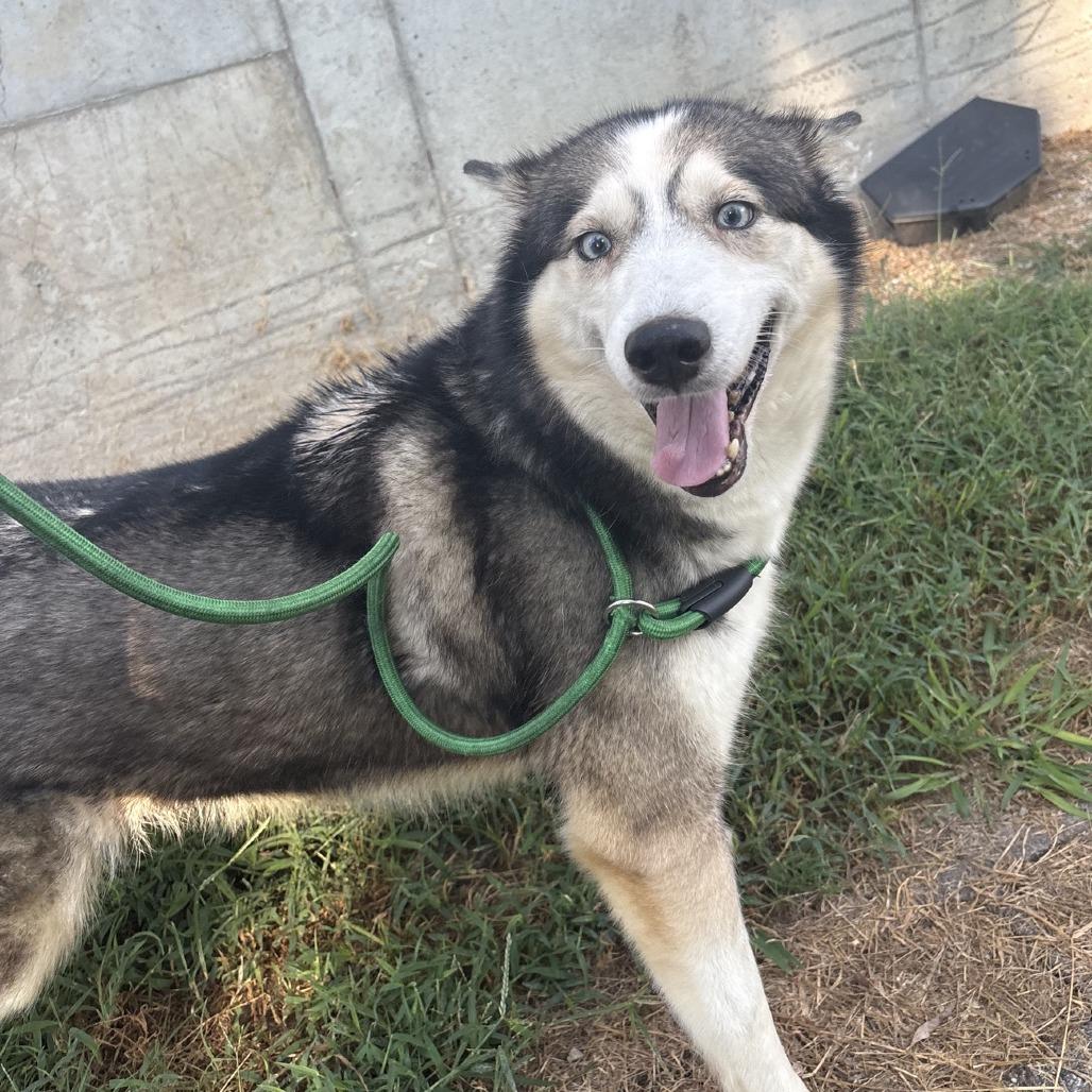 Quinn, Adoptable, Adult Female Siberian Husky.