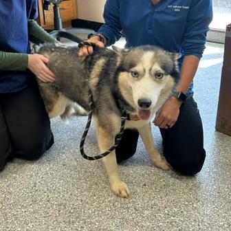 Enlarge Quinn, a Adoptable Siberian Husky in Branson, MO image 2/4