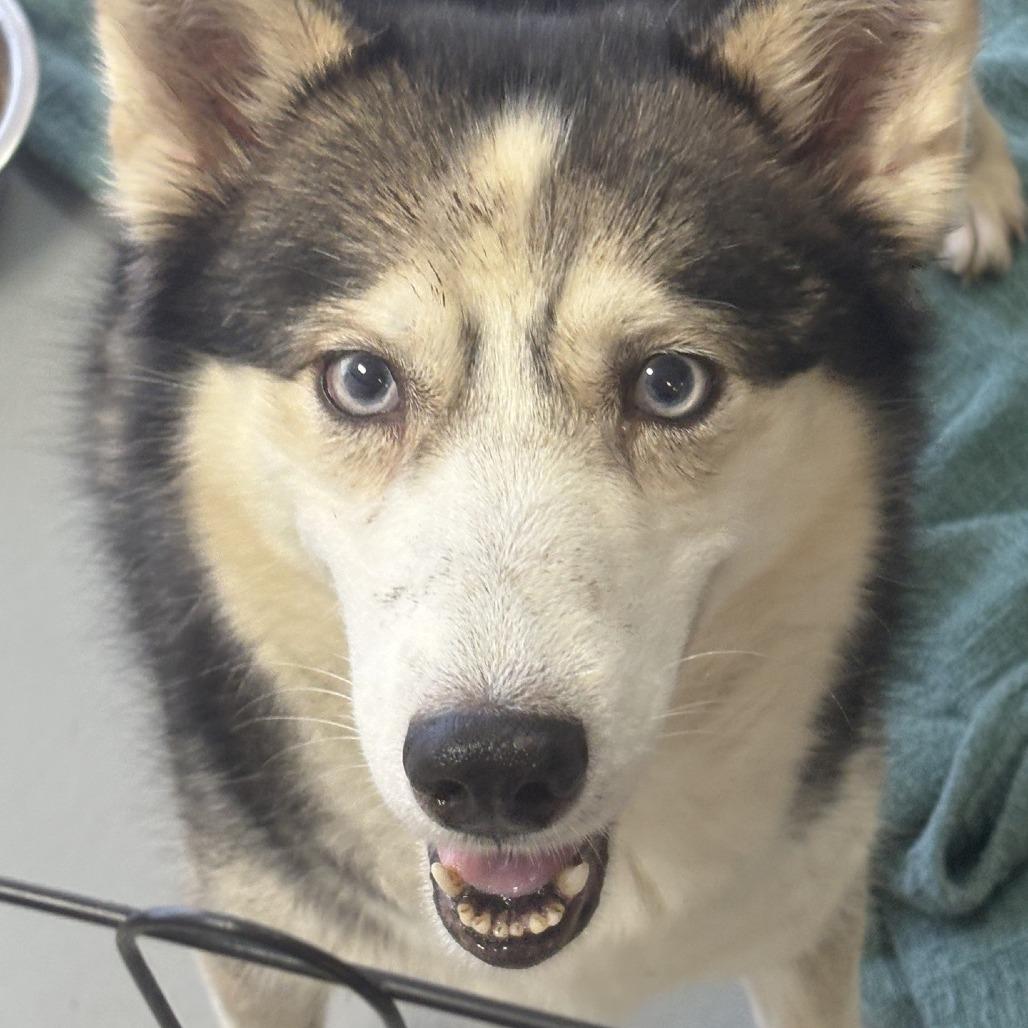 Enlarge Quinn, a Adoptable Siberian Husky in Branson, MO image 3/4